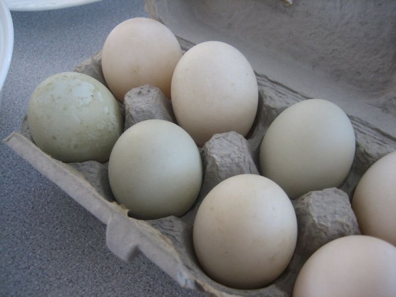 resources of Broiler Hatching Chicks And Eggs exporters