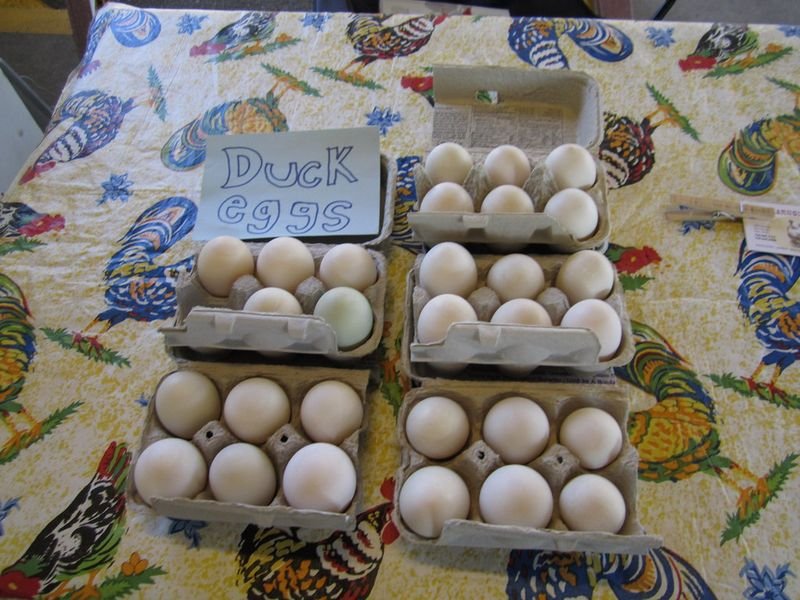 resources of Fresh Brown And White Table Eggs exporters