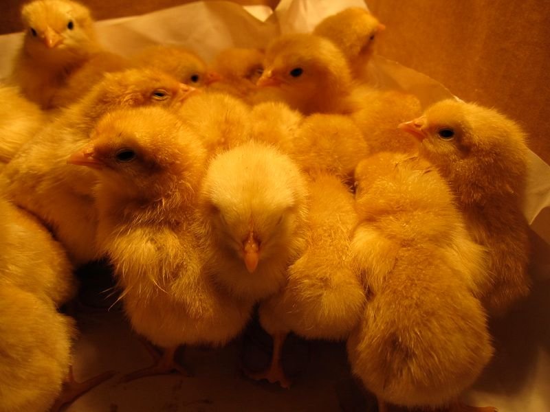 resources of Day Old Broiler Chicks exporters