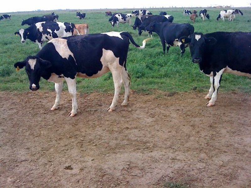 resources of Holstein/friesian Bulls For Breeding Purposes exporters