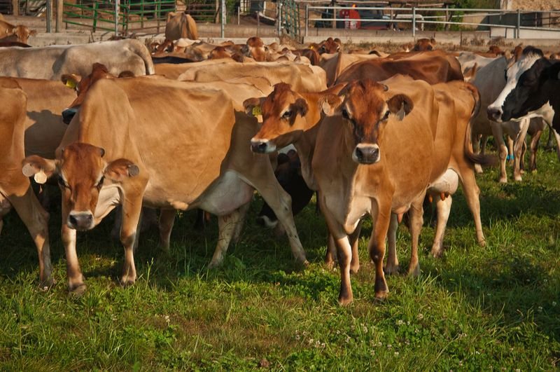 resources of Jersey Heifers Calf exporters