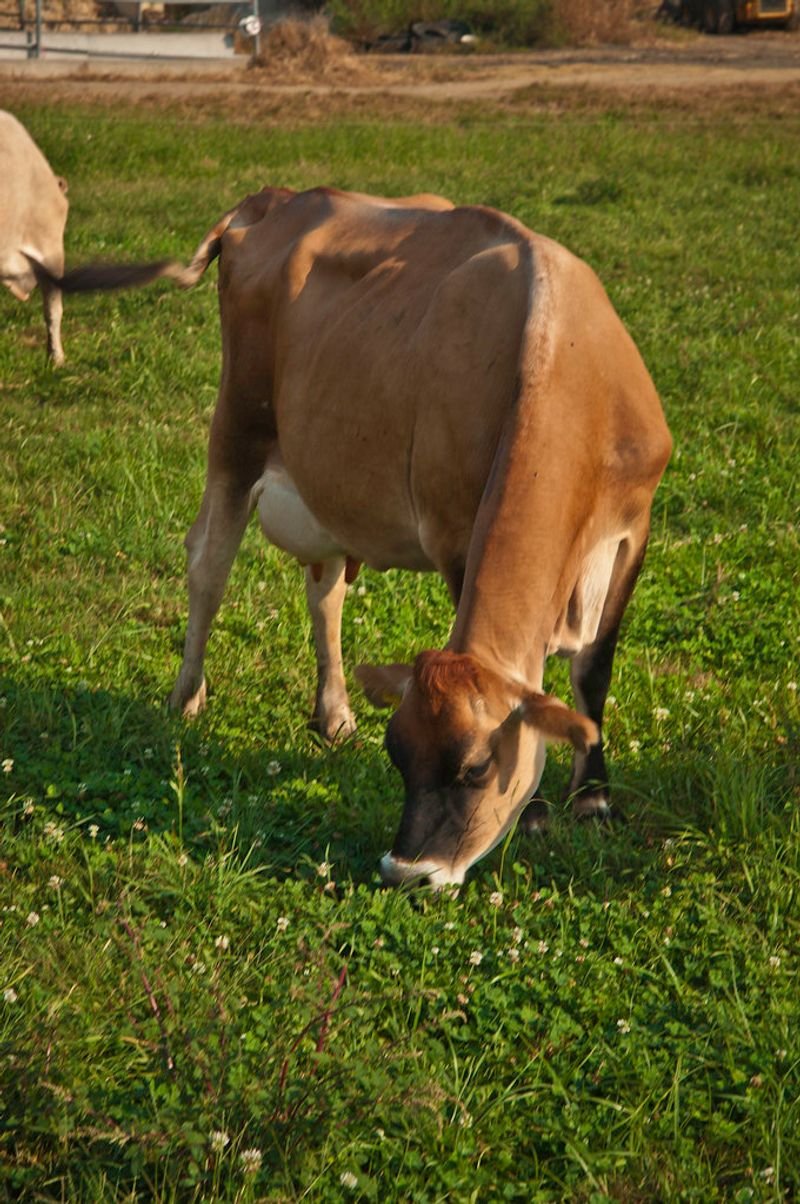 resources of Halal meat, beef and rabbit exporters