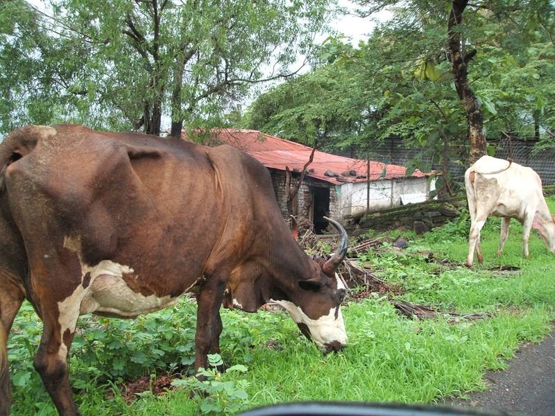 resources of Mini Cow With Calf exporters