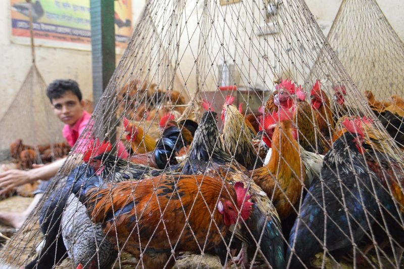 resources of Frozen Whole Chicken, Chicken Feet, Paws, Wings exporters