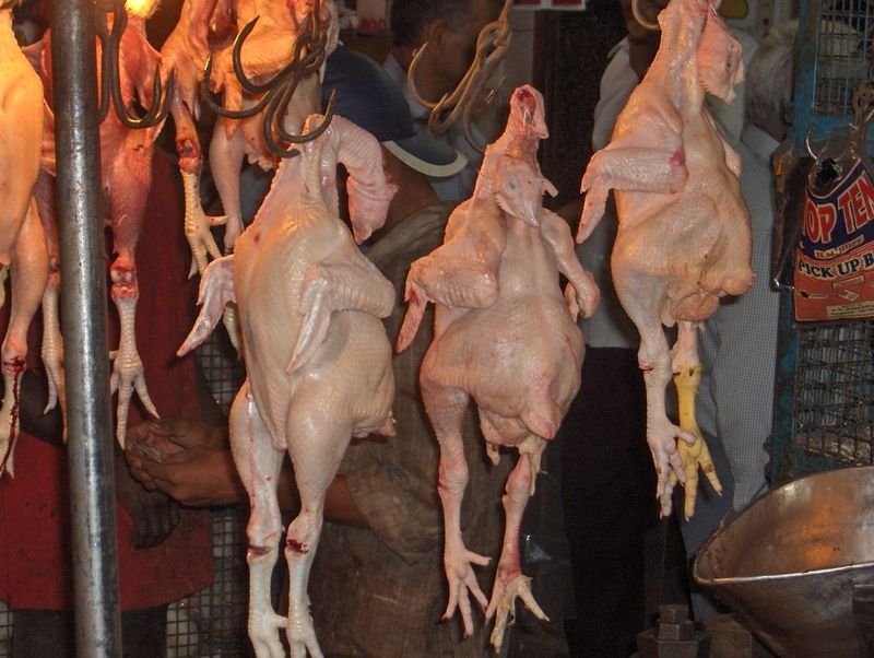 resources of Wholesale Frozen Boneless Chicken Breast exporters