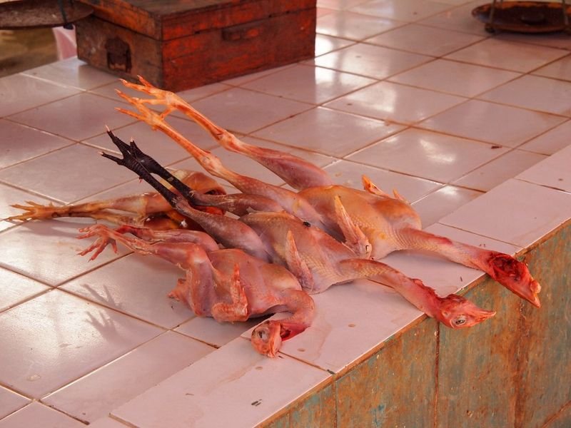 resources of Chicken Paws exporters