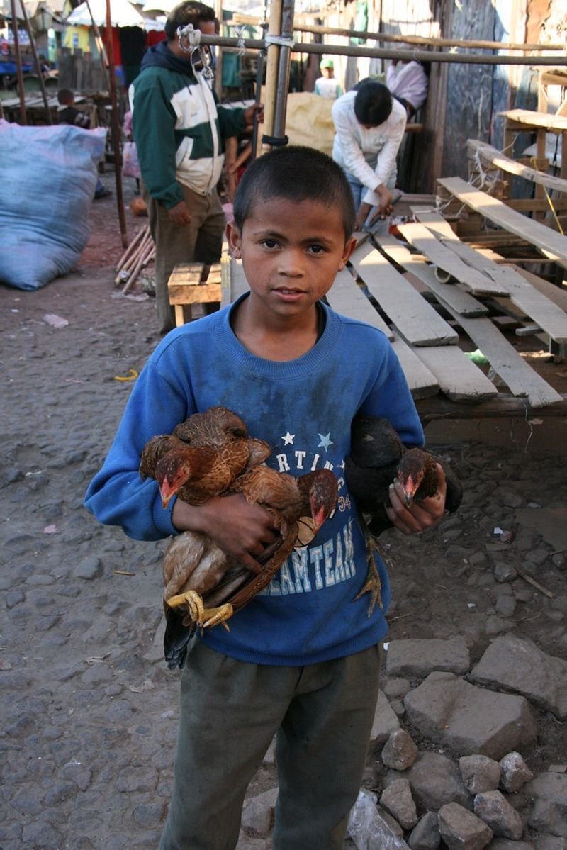 resources of Chicken Paws exporters