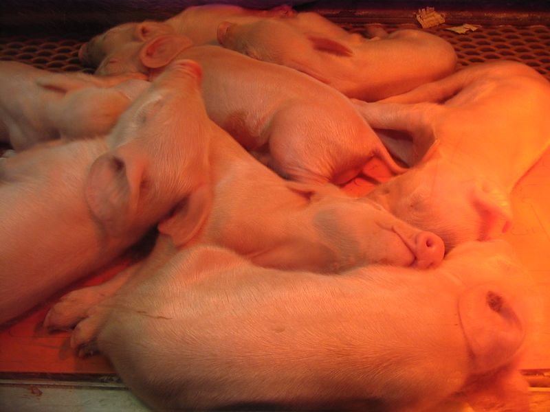 resources of Pig feet exporters