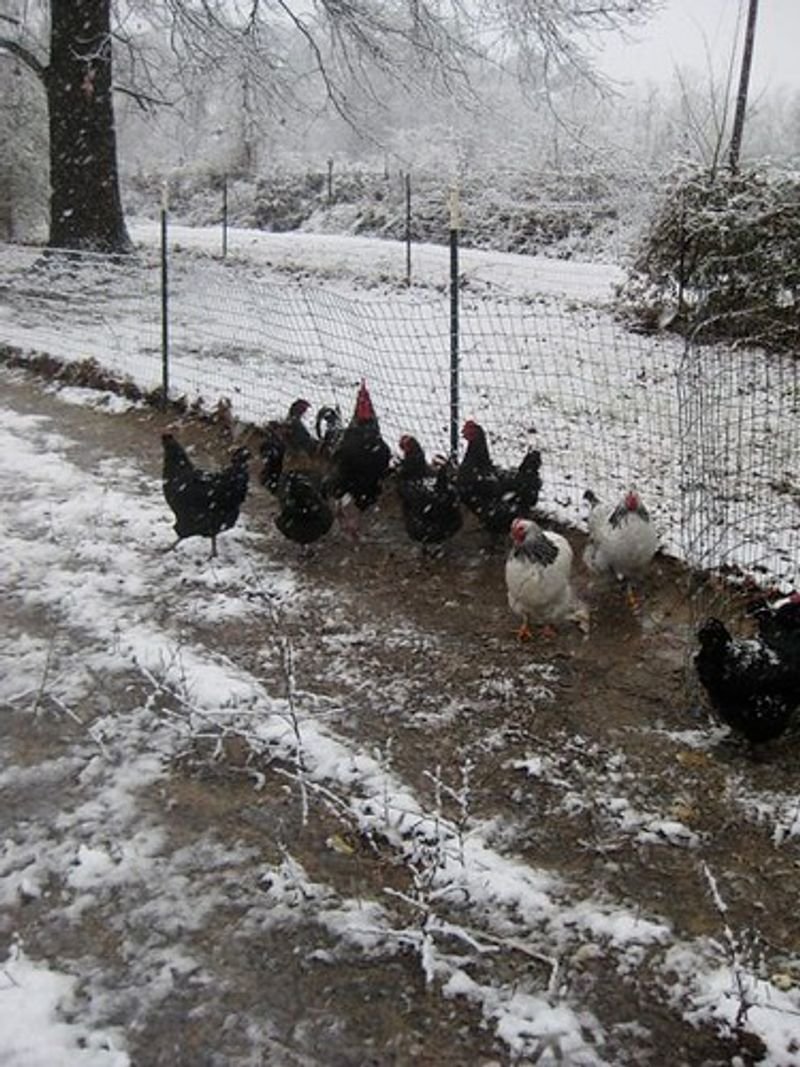 resources of Frozen Chicken Feet Frozen Chicken Paws Supplier exporters