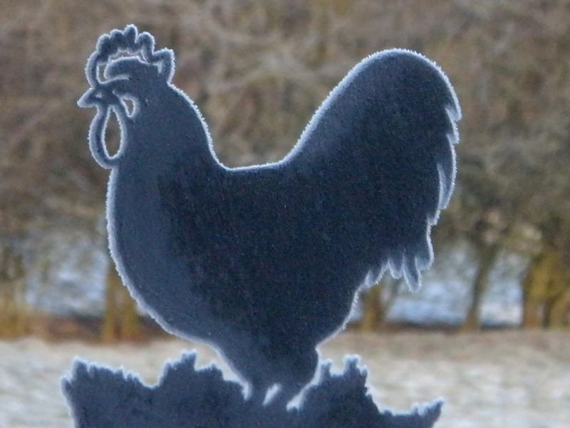 resources of Halal Frozen Whole Chicken, Frozen Chicken Paws exporters
