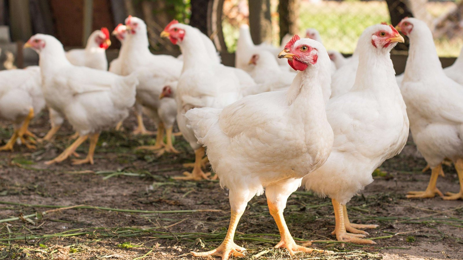 resources of Organic Broiler Grower Feed exporters
