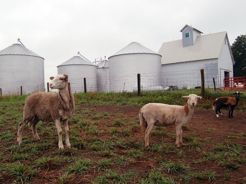 resources of Live Pure Breed Boer Goat 100% Full Blood exporters
