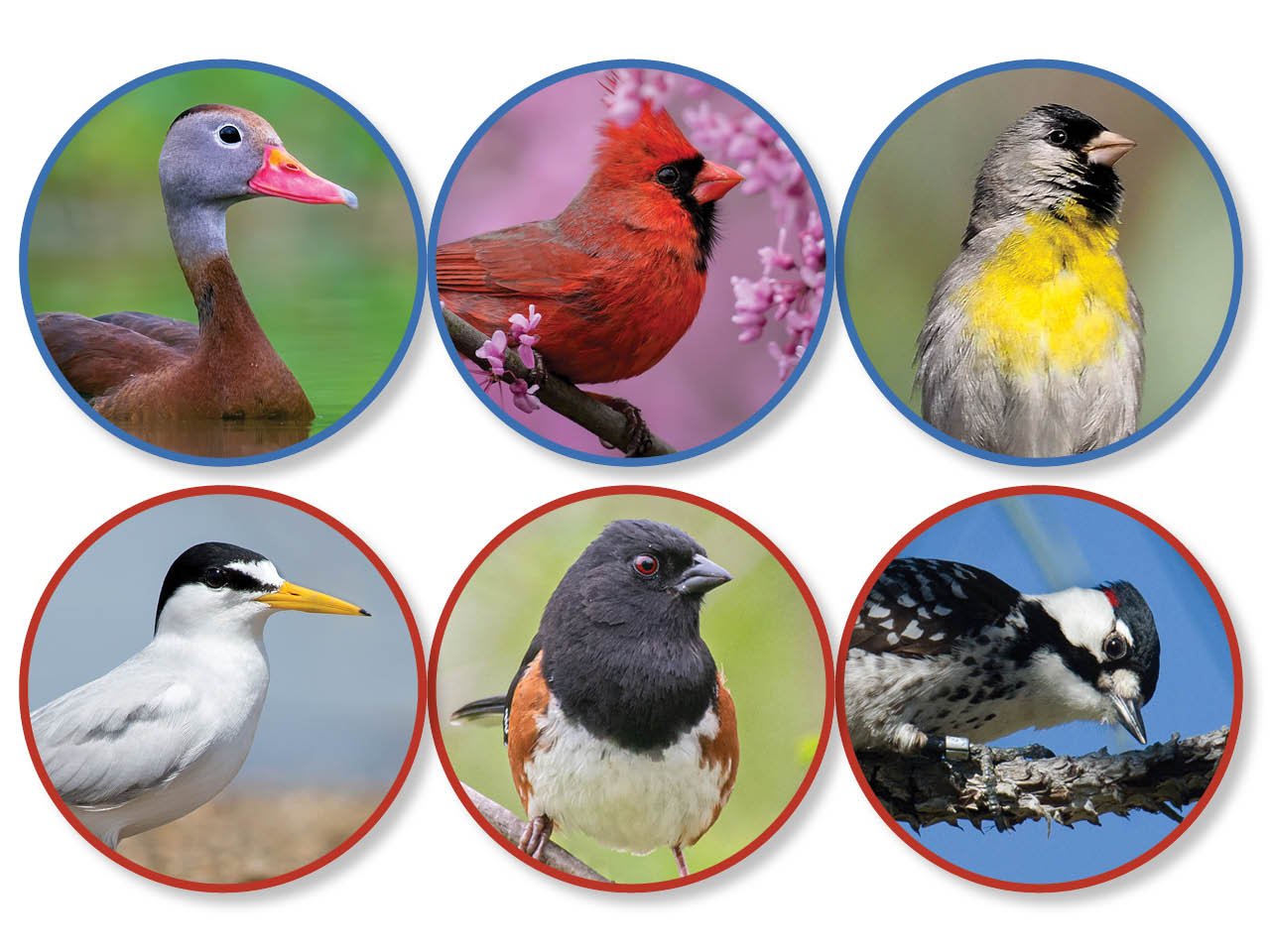 resources of Birdnest All Grades And Shapes exporters
