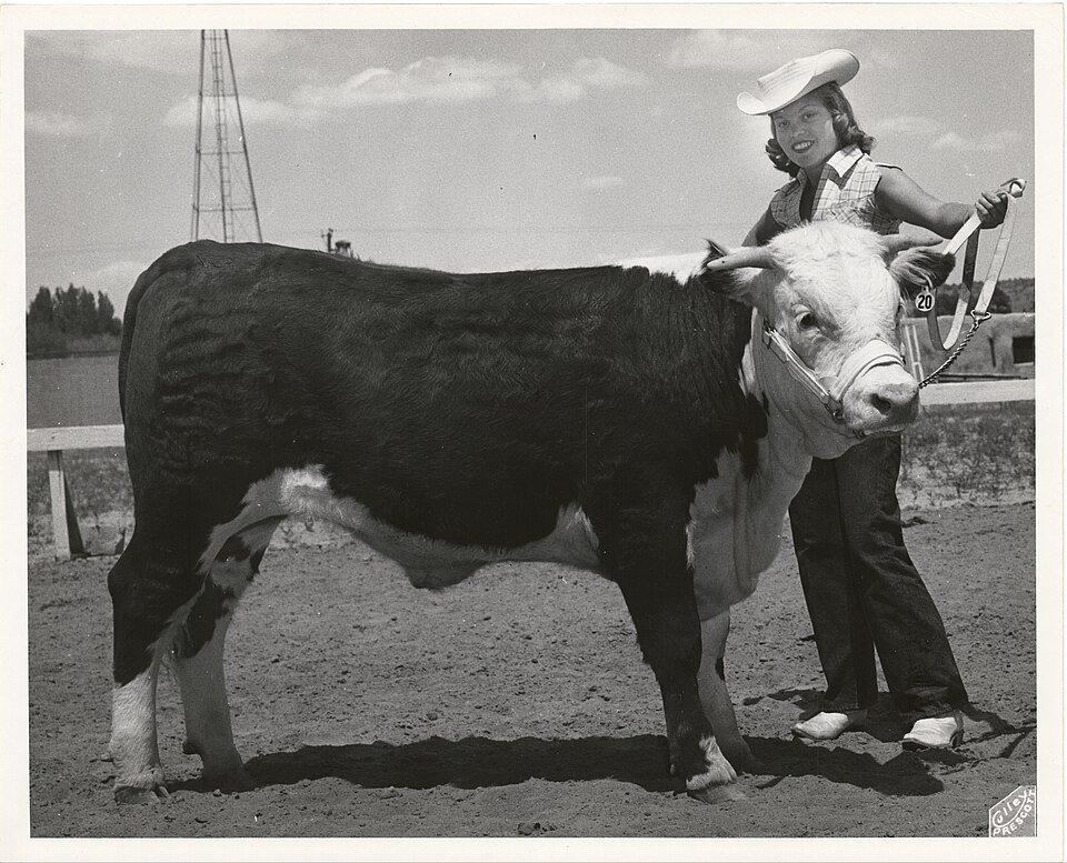 resources of LIVESTOCK ( BULLS , HEIFERS,  COWS ,CALVES ) OF ANY  BREED exporters