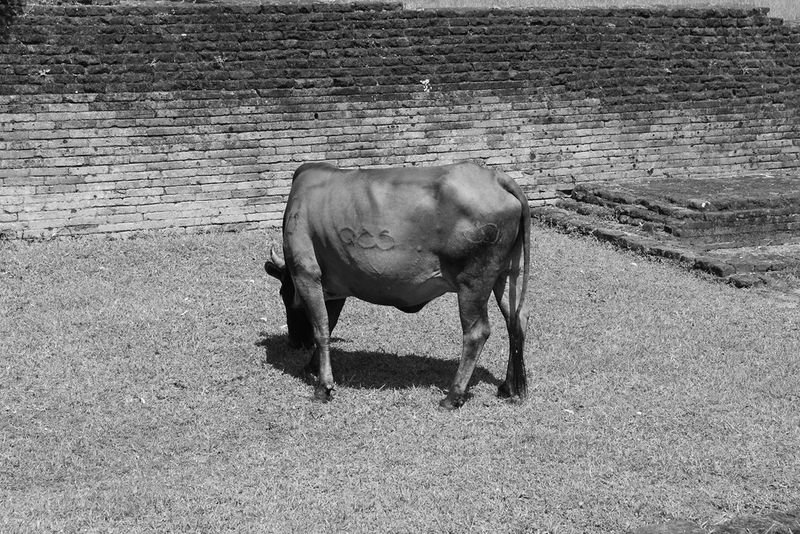 resources of NANDI COW exporters