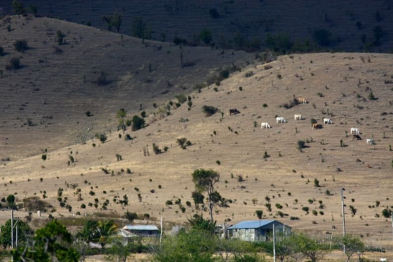 resources of Boer Goats 100% Full Blooded Matured Goat exporters