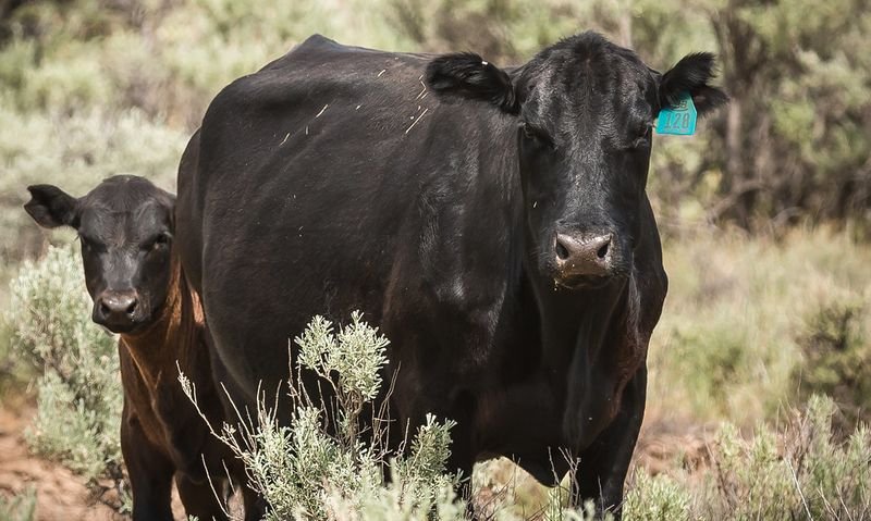 resources of Livestock exporters