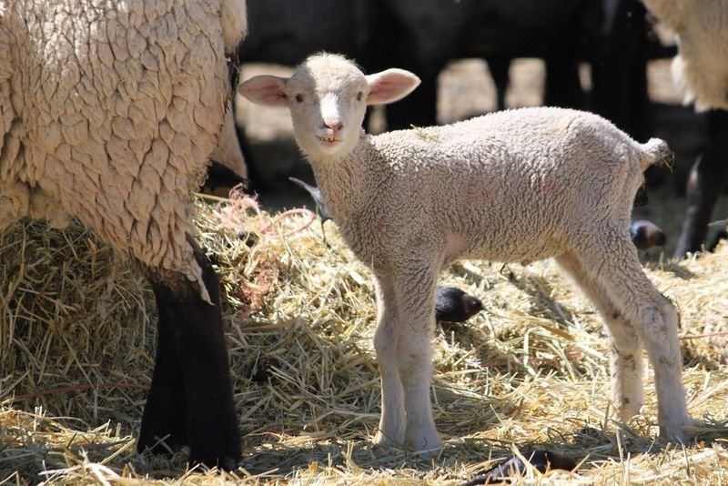 resources of Pregnant And Non Pregnant Boer Goats exporters
