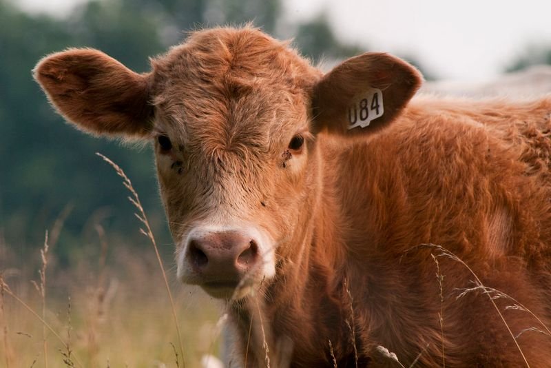 resources of Healthy Boer Goats exporters