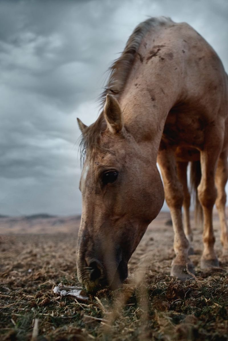 resources of Friesian Horse exporters