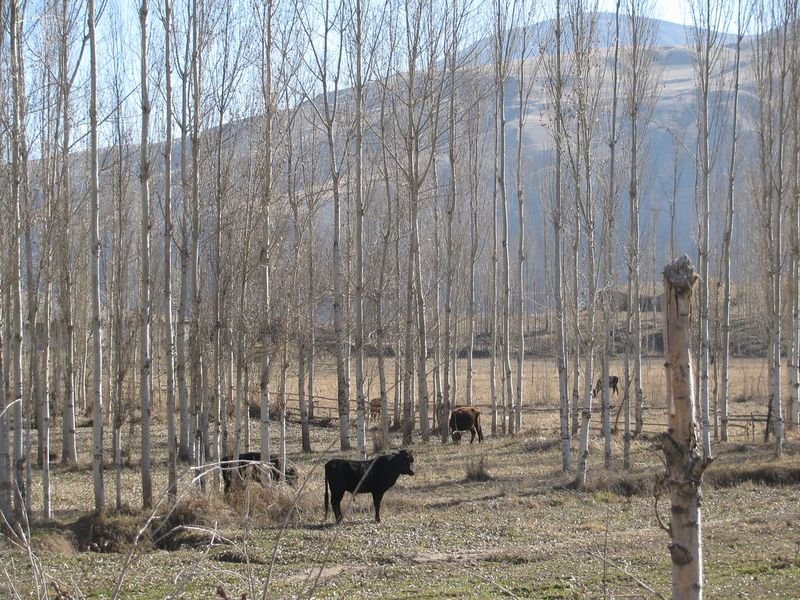 resources of Black Angus Cattle exporters
