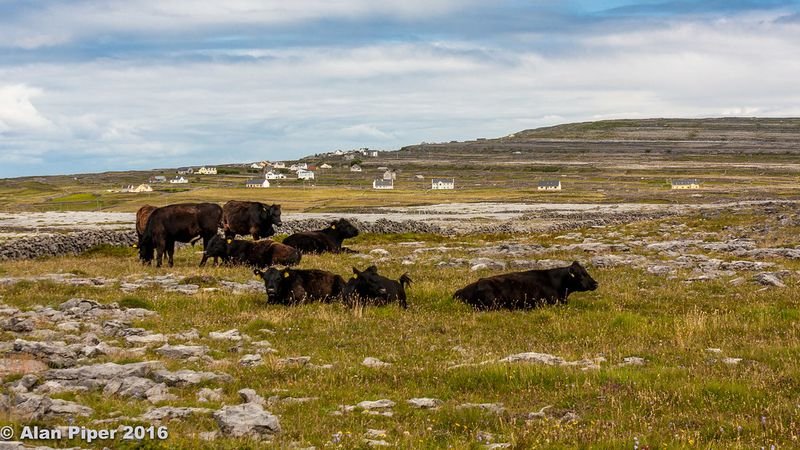 resources of Livestock Sheep, Cattle, Cows, Goats exporters