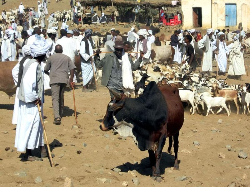 resources of Camel Race Feed exporters