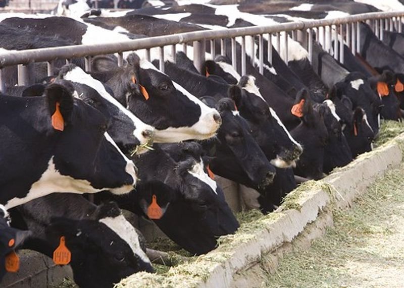 resources of Livestock:Bulls, Calves exporters