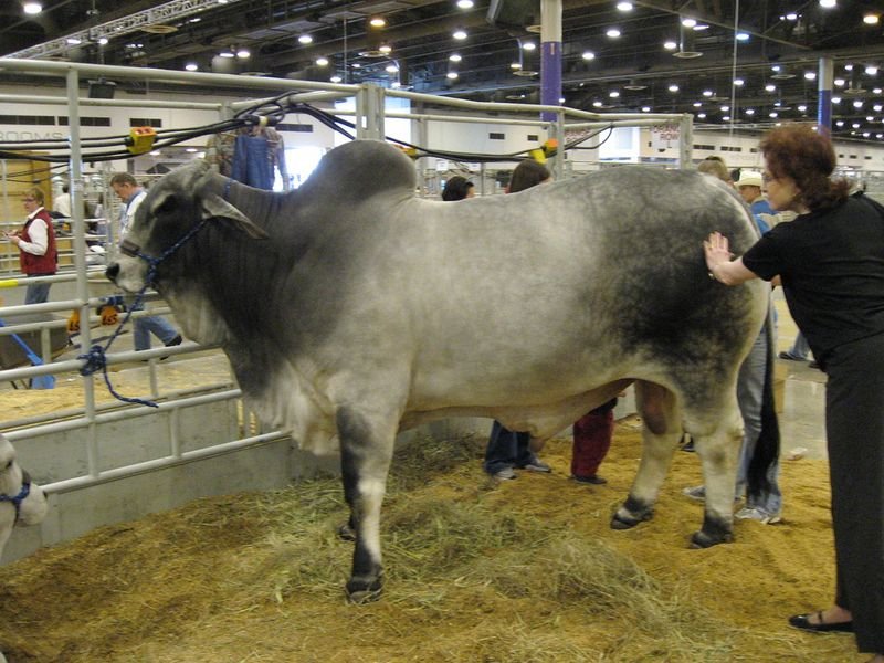 resources of Friesien Holsteins Cattle exporters
