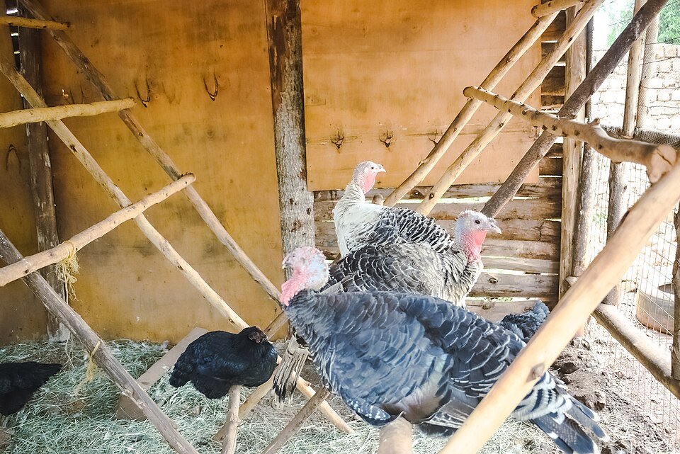 resources of Black Chicken exporters