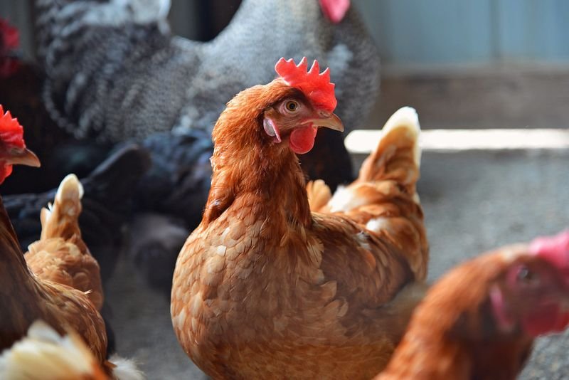 resources of Chicken Paws From Ukraine exporters