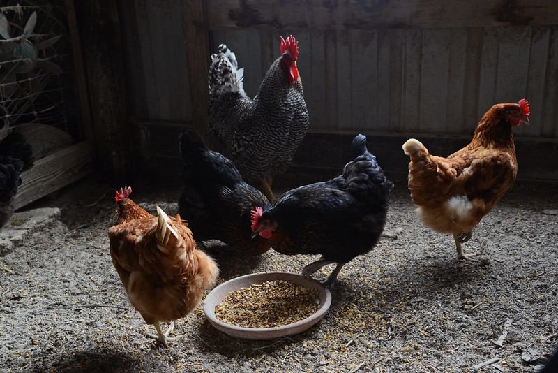 resources of Organic Chicken Meal Powder exporters resources of Organic Chicken Meal Powder exporters