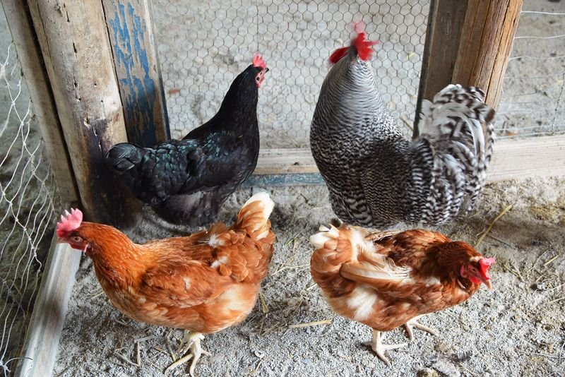 resources of Organic Country Chicken Feed exporters