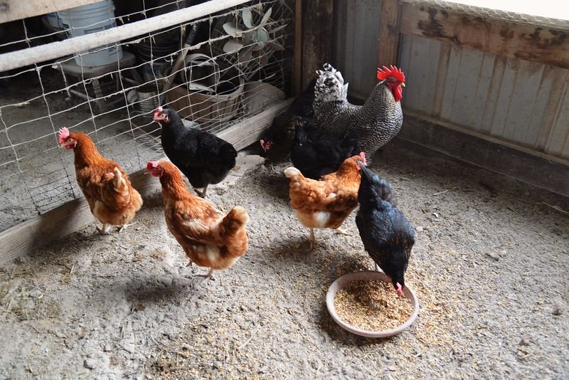 resources of Chicken exporters
