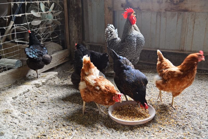 resources of Halal meat exporters exporters