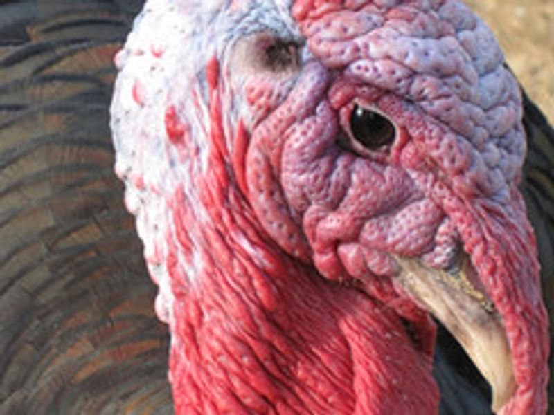 resources of Turkey Starter Feed exporters