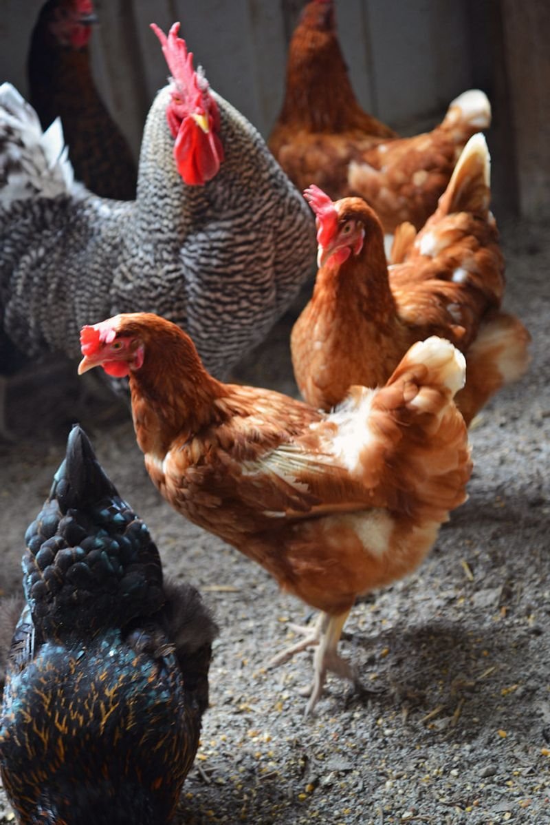 resources of Poultry Feed - Soy exporters