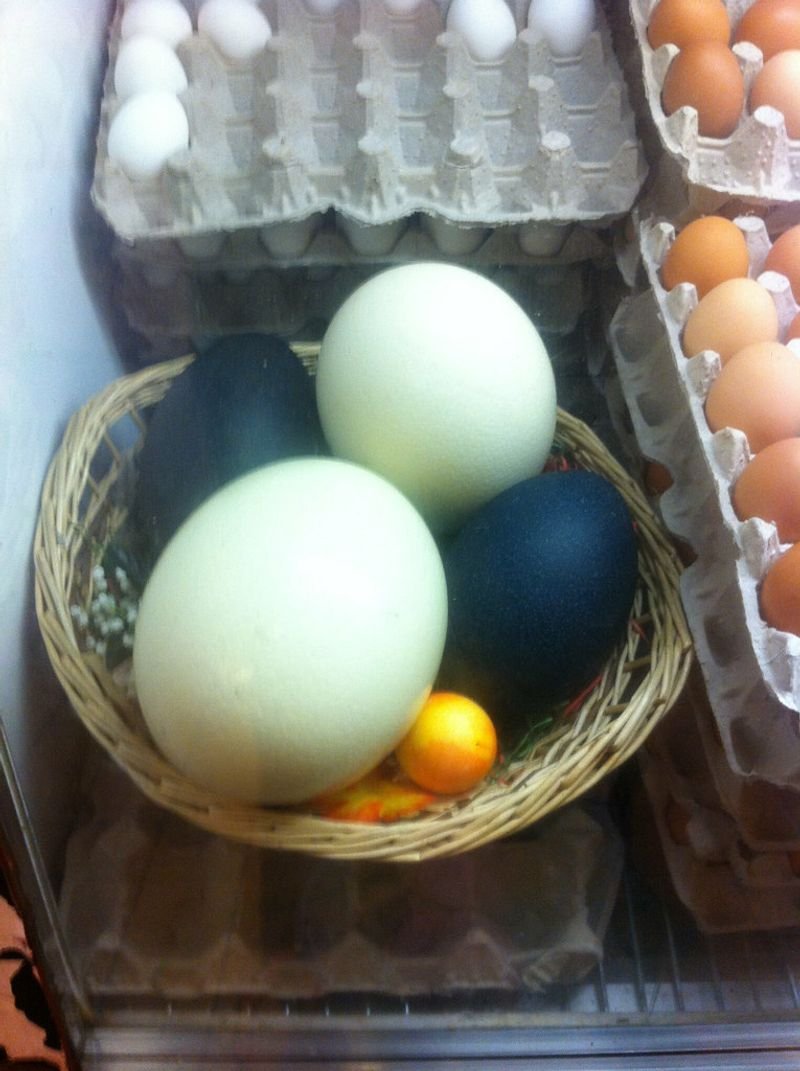 resources of Fresh table eggs exporters