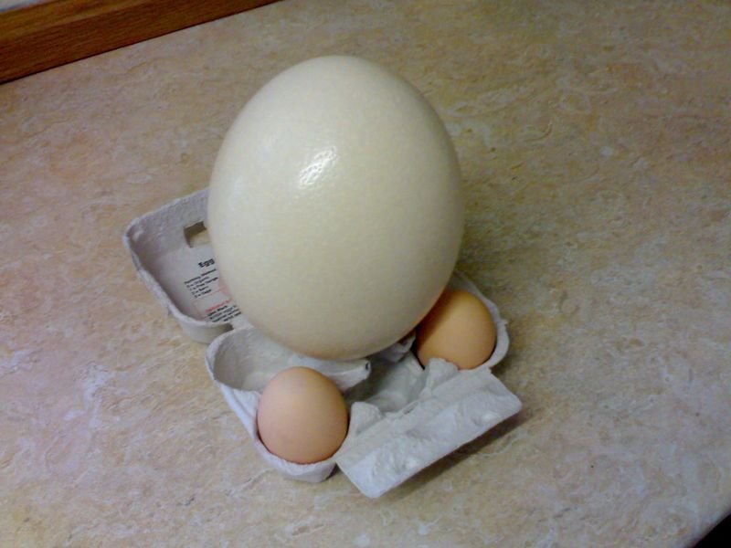 resources of Chicken Egg exporters