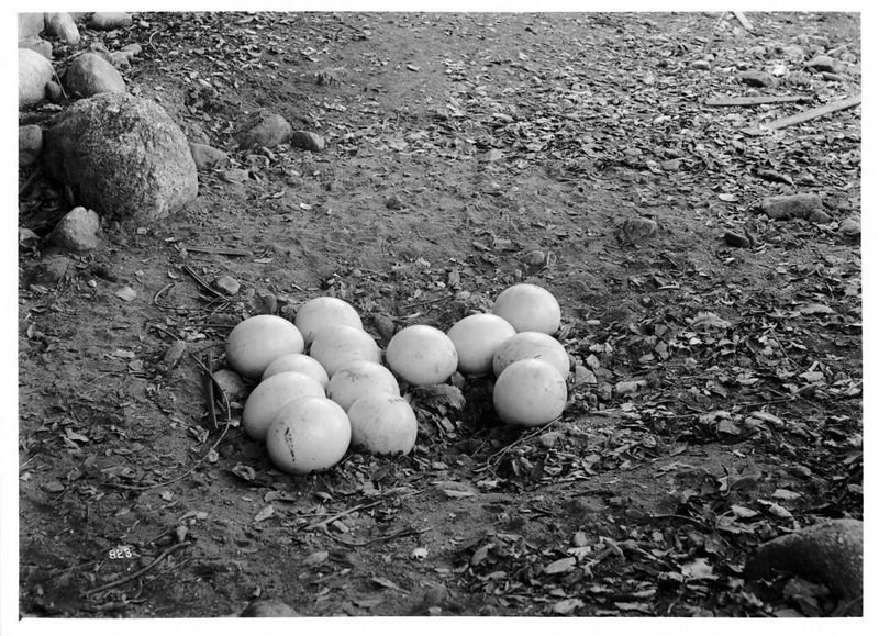 resources of Tent with balls exporters