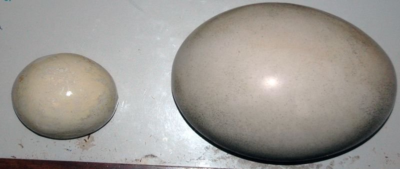 resources of Fresh fertile ostrich eggs and chicks exporters