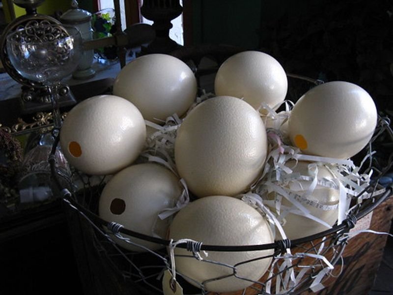 resources of Fertile Eggs And Ostrich Chicks exporters