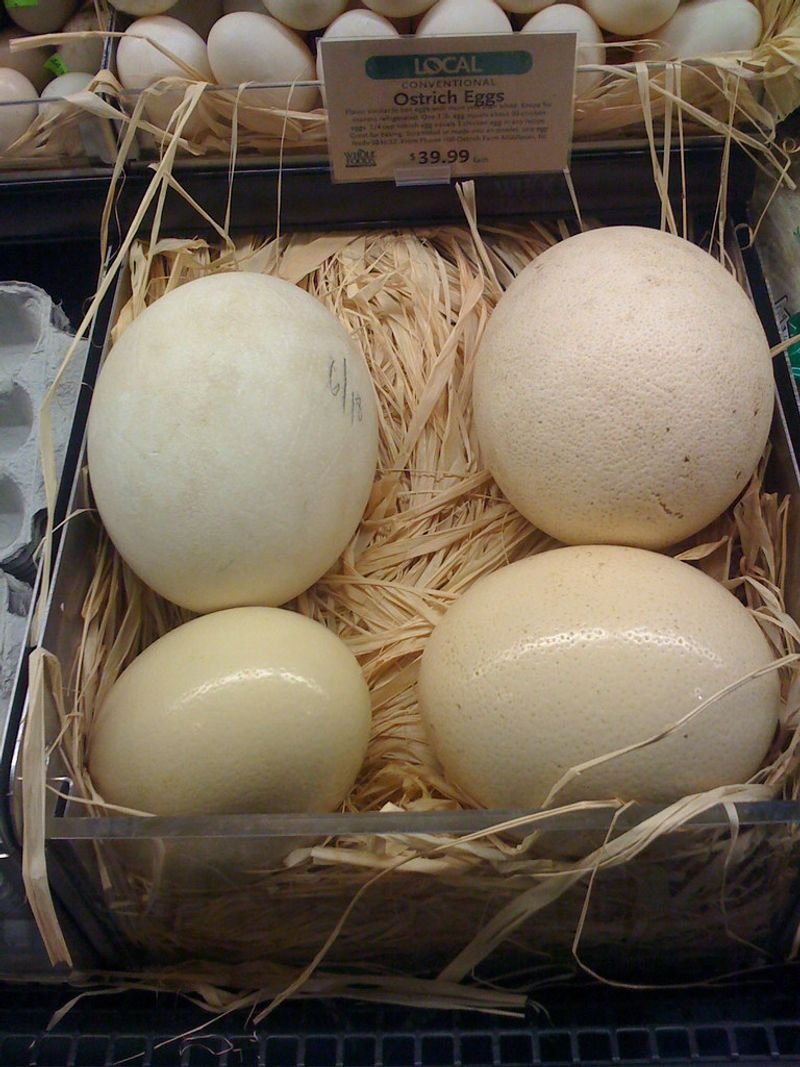 resources of Broiler Hatching Eggs: Cobb 500 and Ross 308 exporters