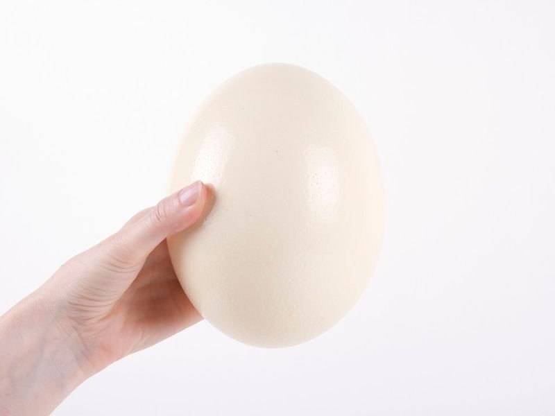 resources of Egg exporters