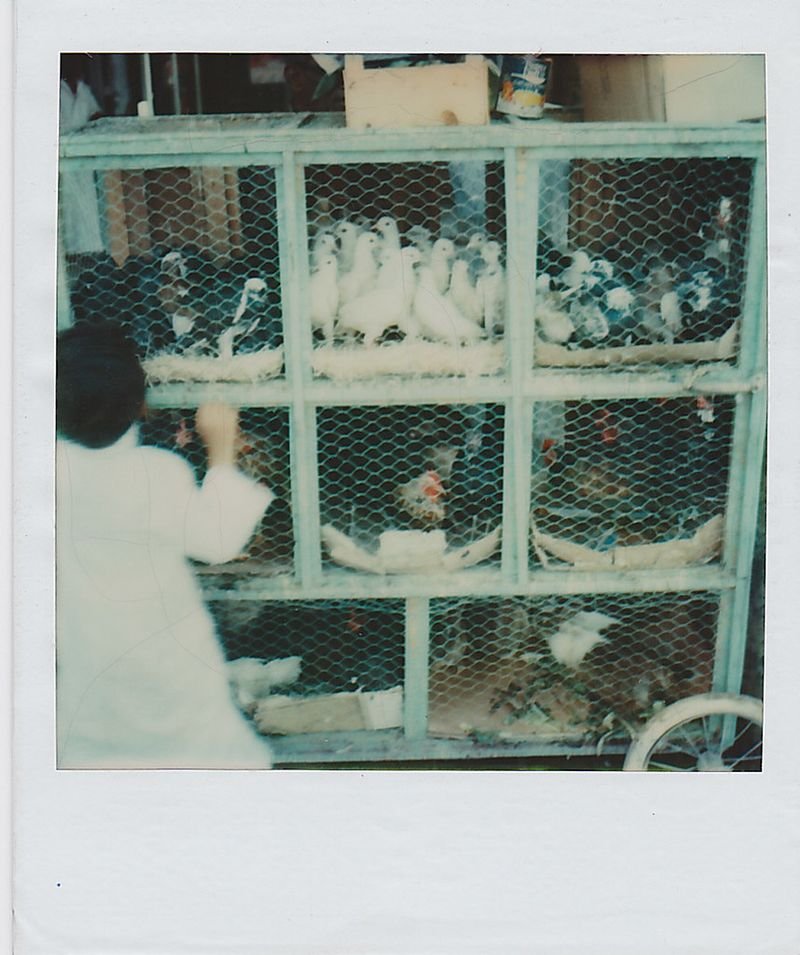resources of Breeding Layer Poultry Feed exporters