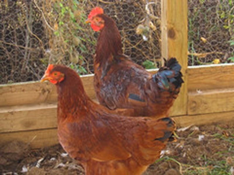 resources of Broiler Poultry Concentrate 7.5% exporters