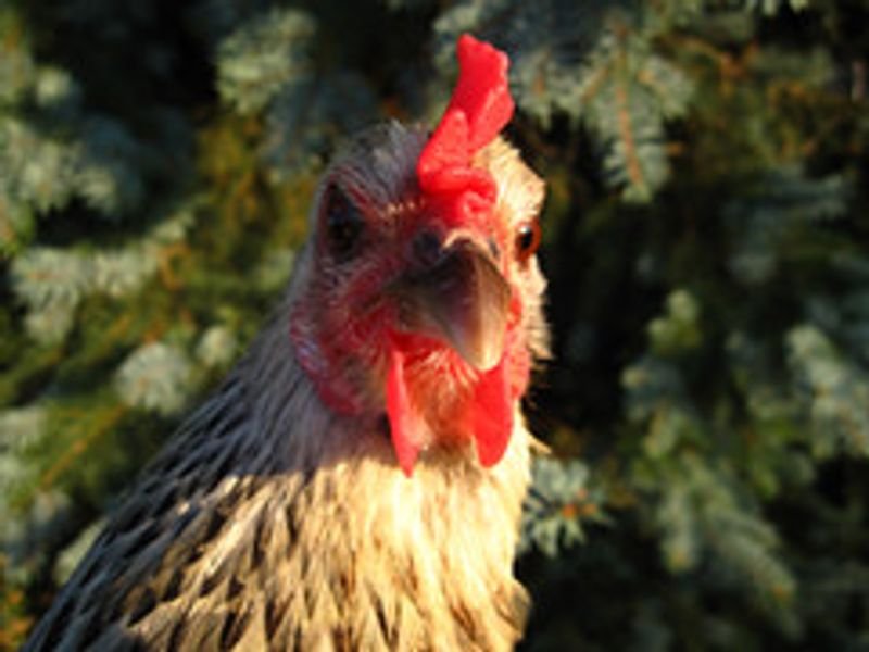 resources of Broiler Poultry Concentrates 30% exporters
