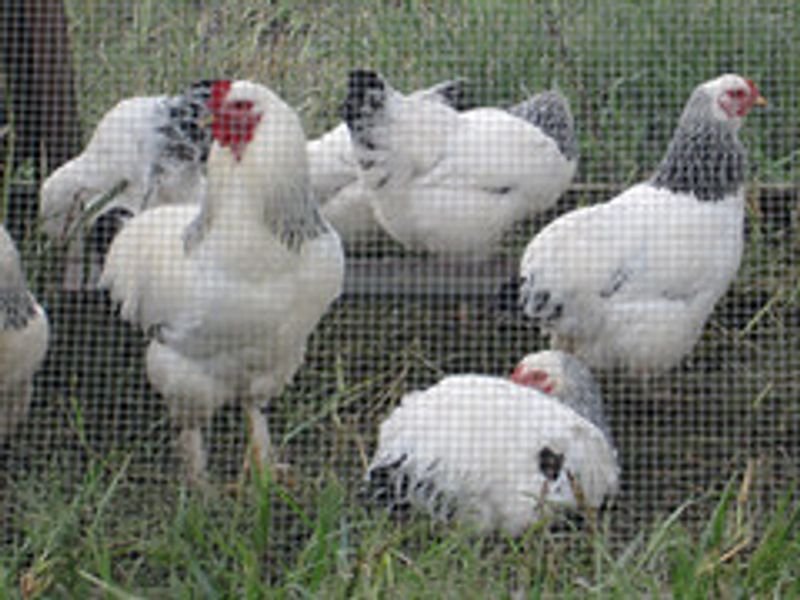 resources of Poultry house evaporative cooling pad exporters