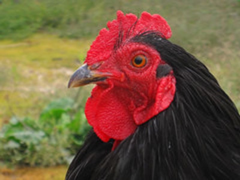 resources of Broiler Poultry Finisher Feed exporters
