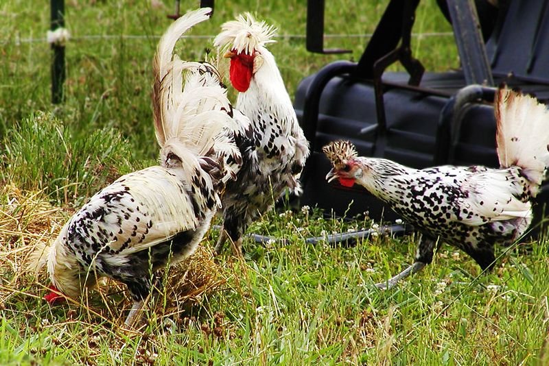 resources of 3600lbs poultry farm winch exporters